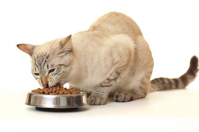 Выбрать лучший сухой корм для кошки thumbnail