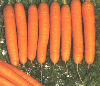 Какие лучшие семена моркови и свеклы