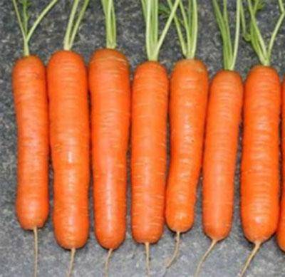 Какие лучшие семена моркови и свеклы