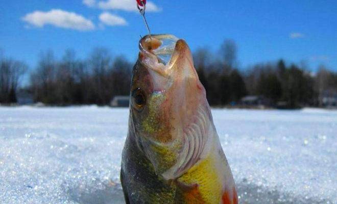 Лучшие блесны для зимней рыбалки
