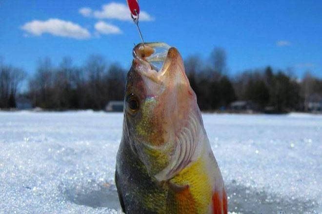 Лучшие блесны для зимней рыбалки
