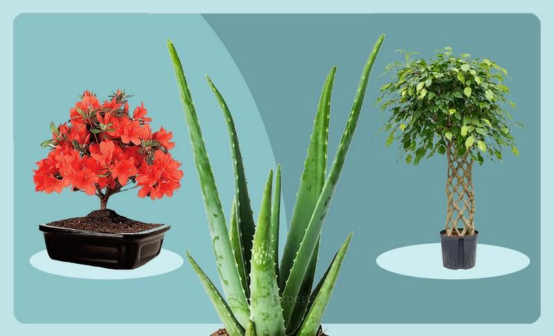 Какие популярные растения подходят для дома