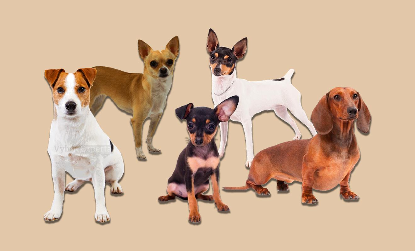 20 Лучших Пород Маленьких Собак – Рейтинг 2024 года