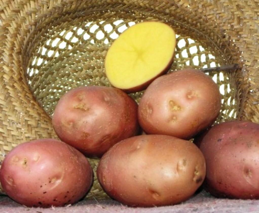 Лучшие Сорта Картофеля – Рейтинг 2023 года