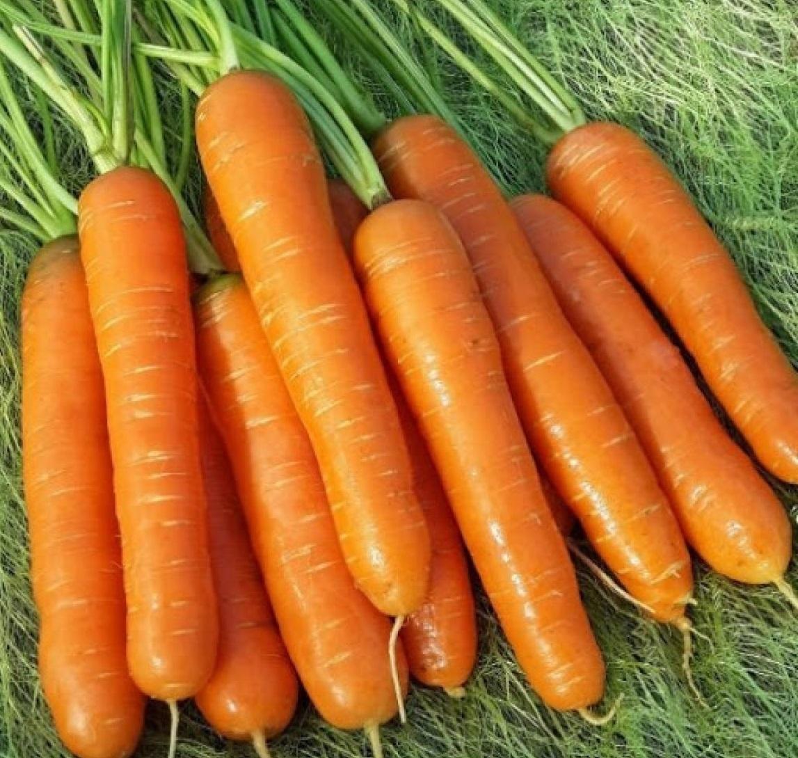 сорта сладкой моркови для подмосковья открытый грунт