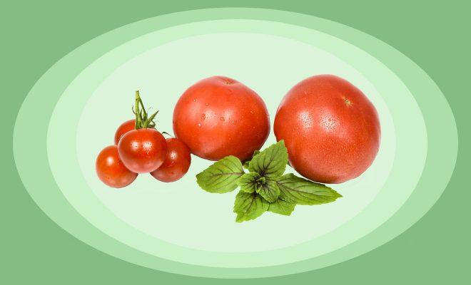 Сорта томатов для средней полосы