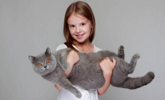 Лучшие породы кошек для детей