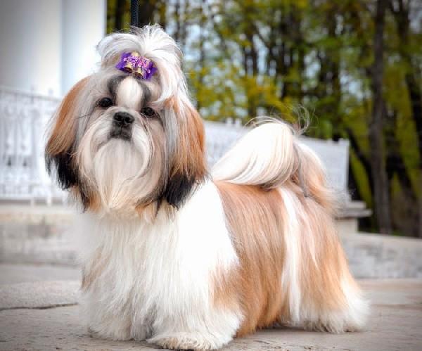 Самые популярные породы собак в россии для квартиры