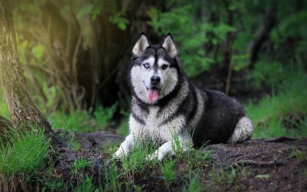 Самые популярные породы собак в россии для квартиры