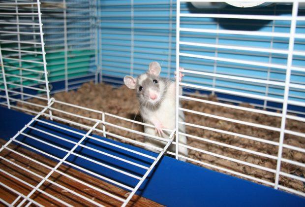 Лучшие клетки для крыс