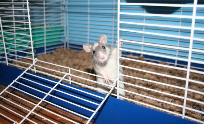 Лучшие клетки для крыс