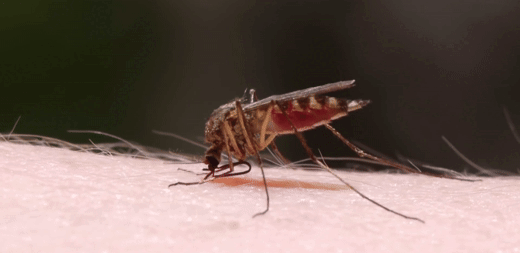 Как кусает комар