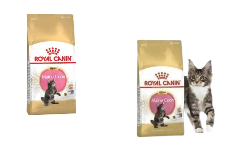 Royal Canin Maine Coon Kitten