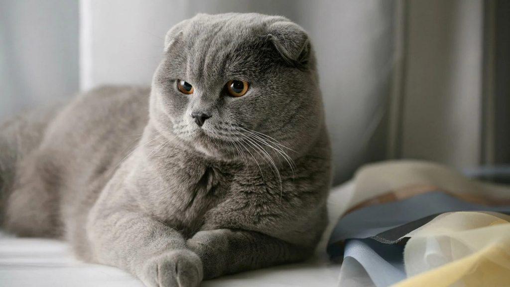 Скоттиш-фолд