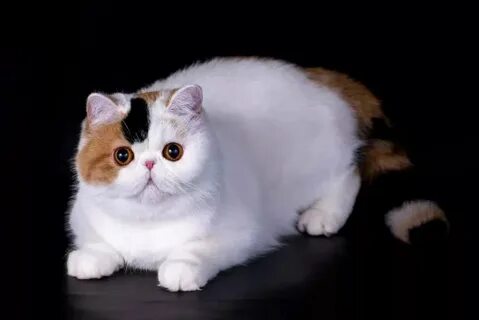 Экзотическая кошка